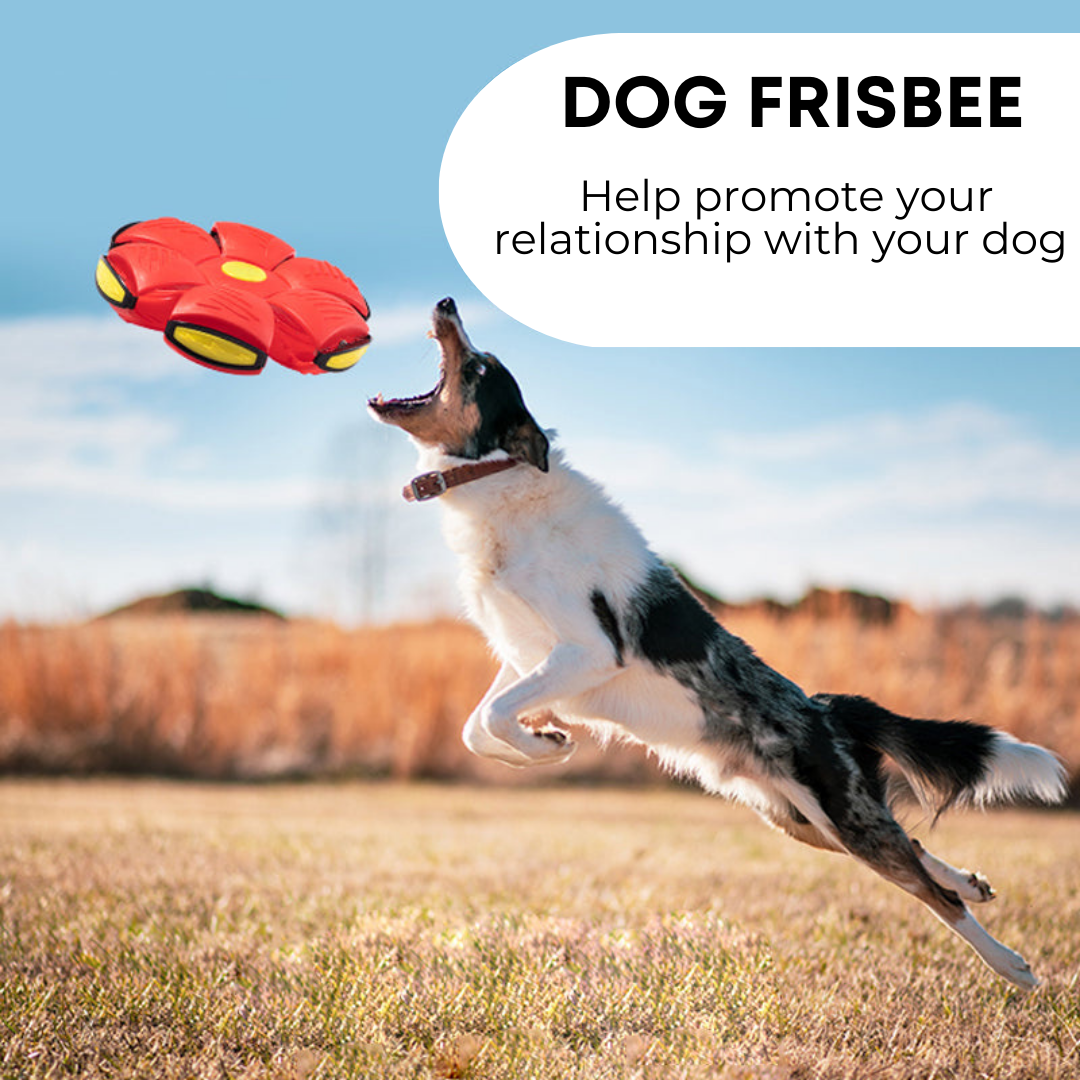 Purrfect Pets Dog Frisbee